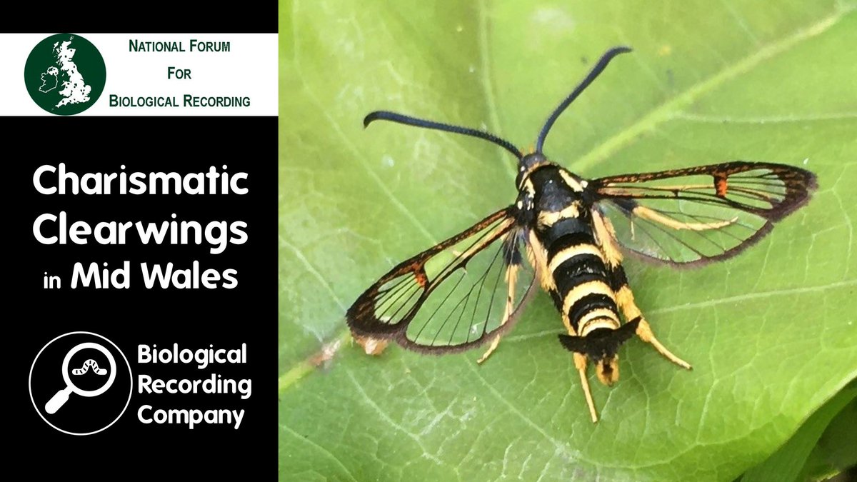 NFBR (@_nfbr) on Twitter photo 🦋 Charismatic Clearwings in Mid Wales – nature’s masters of disguise! Join Dr. Norman Lowe on 16 May for a deep dive into these elusive #moths & the groundbreaking study that uncovered 8 species in #Breconshire <a href="/savebutterflies/">Butterfly Conservation 🦋</a>
🎟️ Book now: eventbrite.co.uk/e/1002992566767 🦋 Charismatic Clearwings in Mid Wales – nature’s masters of disguise! Join Dr. Norman Lowe on 16 May for a deep dive into these elusive #moths & the groundbreaking study that uncovered 8 species in #Breconshire <a href="/savebutterflies/">Butterfly Conservation 🦋</a>
🎟️ Book now: eventbrite.co.uk/e/1002992566767