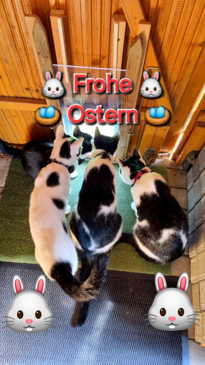 GasthofBayern's tweet photo. 🐰 𝐅𝐫𝐨𝐡𝐞 🐰 🪺 𝐎𝐬𝐭𝐞𝐫𝐧 🪺

Ab mit euch ins nächste Abenteuer auf die Plätze fertig los... 😻😻😻😻🌞🌡
Und bitte passt mir an der Straße auf!
🇩🇪📸 Foto ©️ by Olaf Timm

#Gasthof #Pension #Entenmühle https://t.co/X3dvIp5CcA