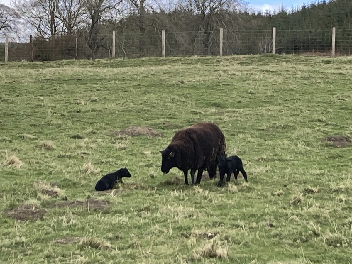 Literally just been born - astonishing to witness the birth of twins on this Easter Day. ❤️