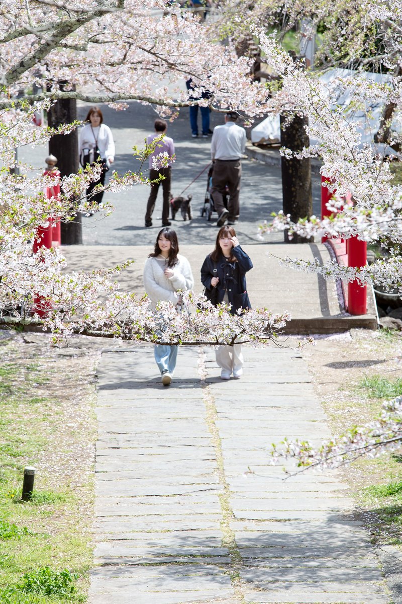 NishikiPapa's tweet photo. 『桜』を撮ってきました。 https://t.co/33H0bJUHyn