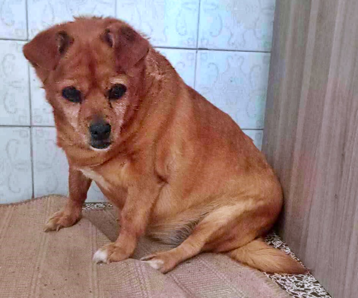 SosAbuelos1's tweet photo. #Sevilla
Contacto: 677 31 63 43

A la mamá humana de esta abuelita, la ingresan en una residencia y ella va a quedarse solita. Ninguno de los familiares puede hacerse cargo de ella (....)

De momento están bajando dos veces a la semana para darle comida y agua, pero está sola.

Está en Coria del Río. Por favor alguien puede adoptarla?