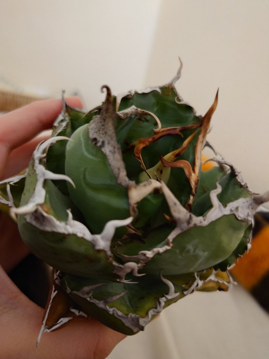 アガベノムコウ (@Zfddy2KIkF82789) / Posts / X