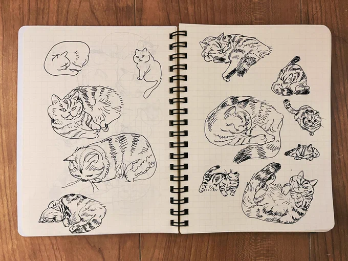 ねこスケッチ✏️ 