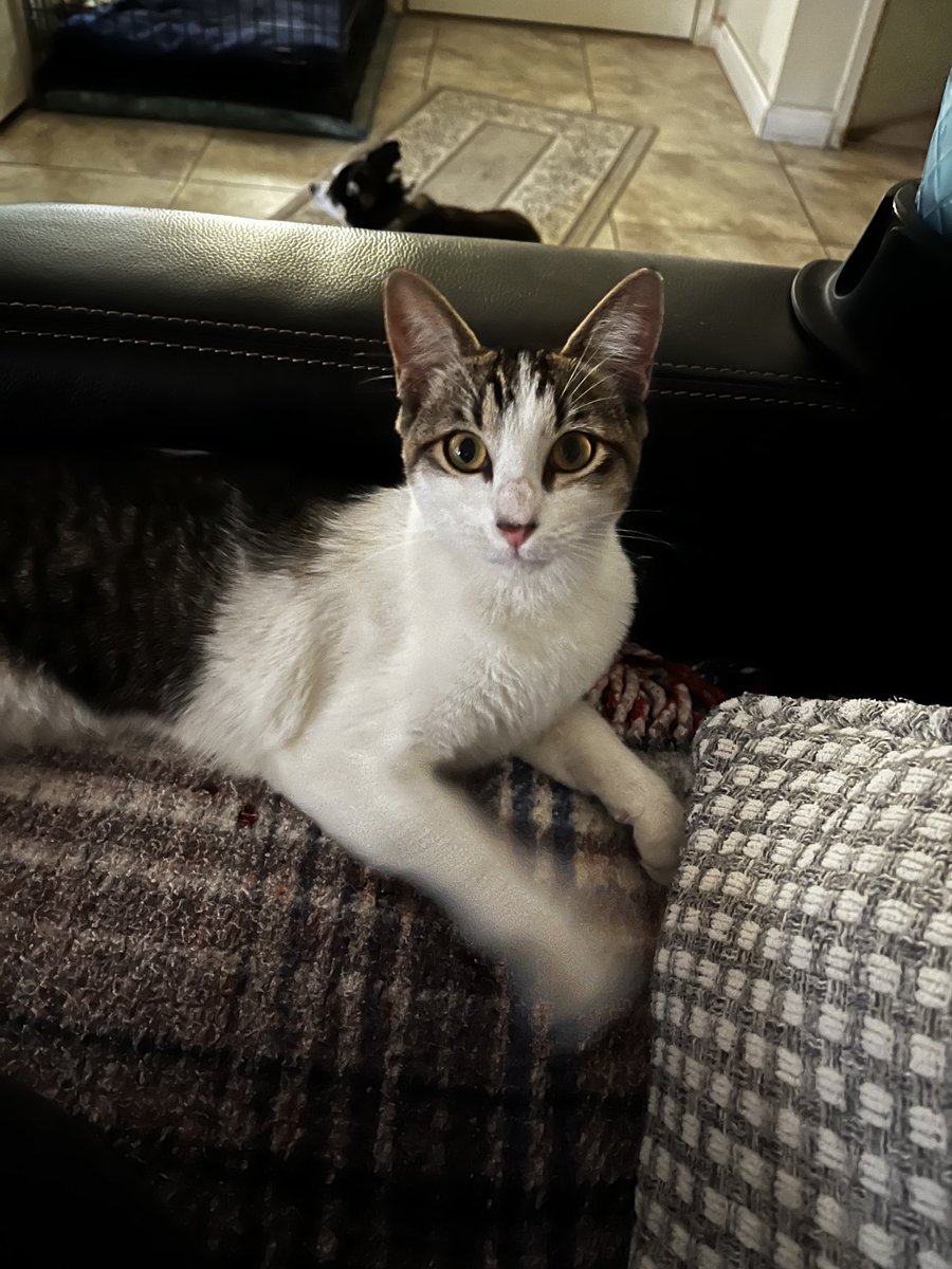 HannahGilley21's tweet image. The beautiful Rodie posing for the camera🐱🐾💕
#caturday #posingforthecamera 
#cute #cutekittykitty #kittykitty 
#shessocute #socute #caturdayeve 
#catsoftwitter