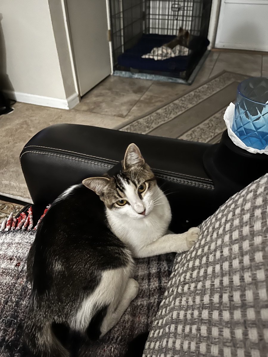 HannahGilley21's tweet image. The beautiful Rodie posing for the camera🐱🐾💕
#caturday #posingforthecamera 
#cute #cutekittykitty #kittykitty 
#shessocute #socute #caturdayeve 
#catsoftwitter