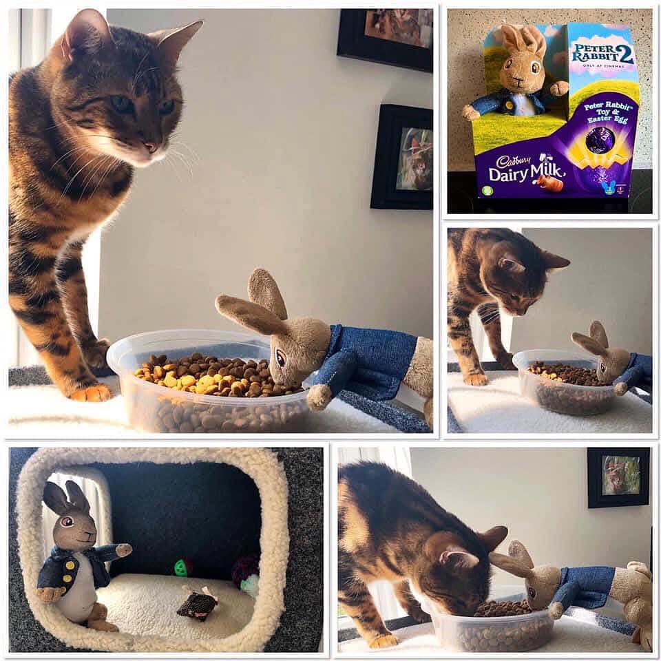 ELOJeff's tweet image. Happy Easter Bunny day kids. 🐣 🐇 … Now remember to share your eggs and biscuits with your best friend. 🥚🍪 #Easter #Eggs #Biscuits #EasterBunny #Friends #EasterSunday2025