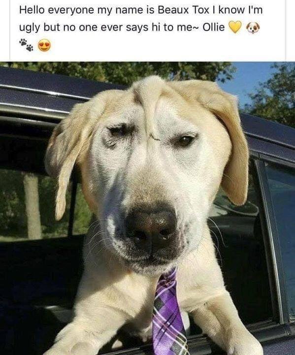 BestinDogs's tweet image. Hi Ollie 👋🏻🥰