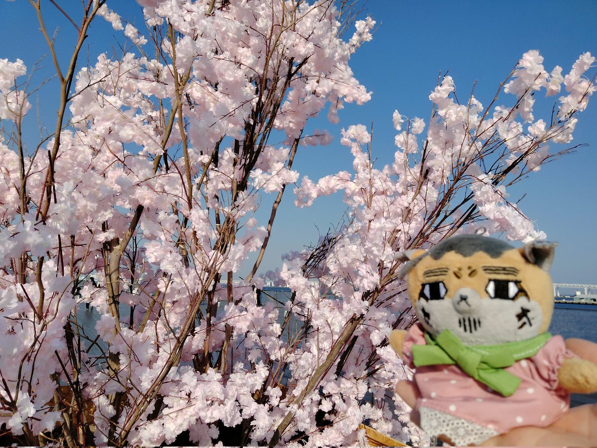 ぶらうんありす tweet media