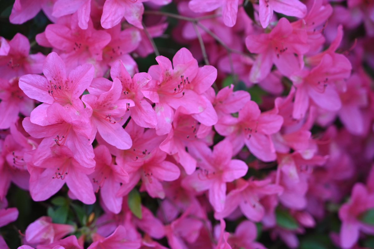 Happy Easter 🌺🌸🐣
📍Isabella Plantation 
🐣 🌺🌸
#EasterSunday #EasterWeekend #isabellaplantation #richmondpark #london <a href="/FRPTweets/">Friends of Richmond Park</a> <a href="/theroyalparks/">The Royal Parks</a> <a href="/SallyWeather/">SallyWeather</a> <a href="/bbcweather/">BBC Weather</a>