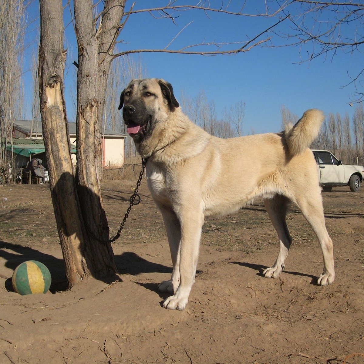 Sivas'taki ani hava değişiklikleri Kangalları depresyona soktu.