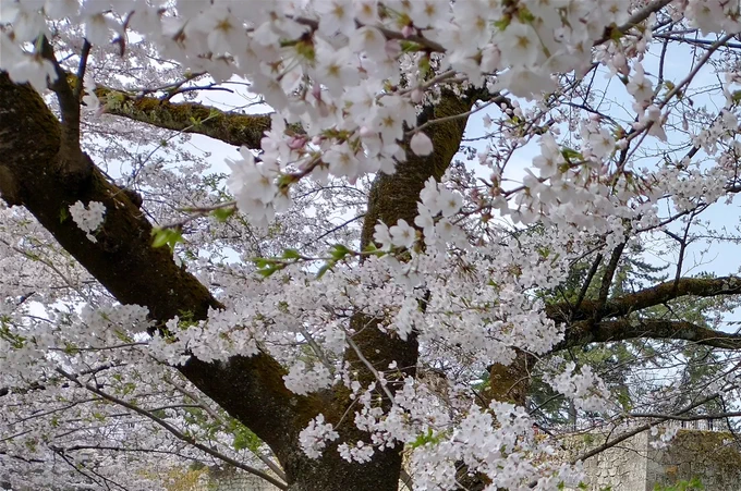 お花見行ってきました 