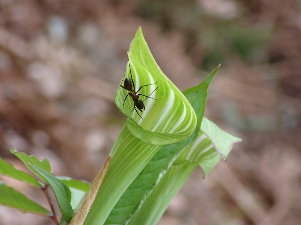 緑な仏炎苞、ムネアカオオアリが来ていた。