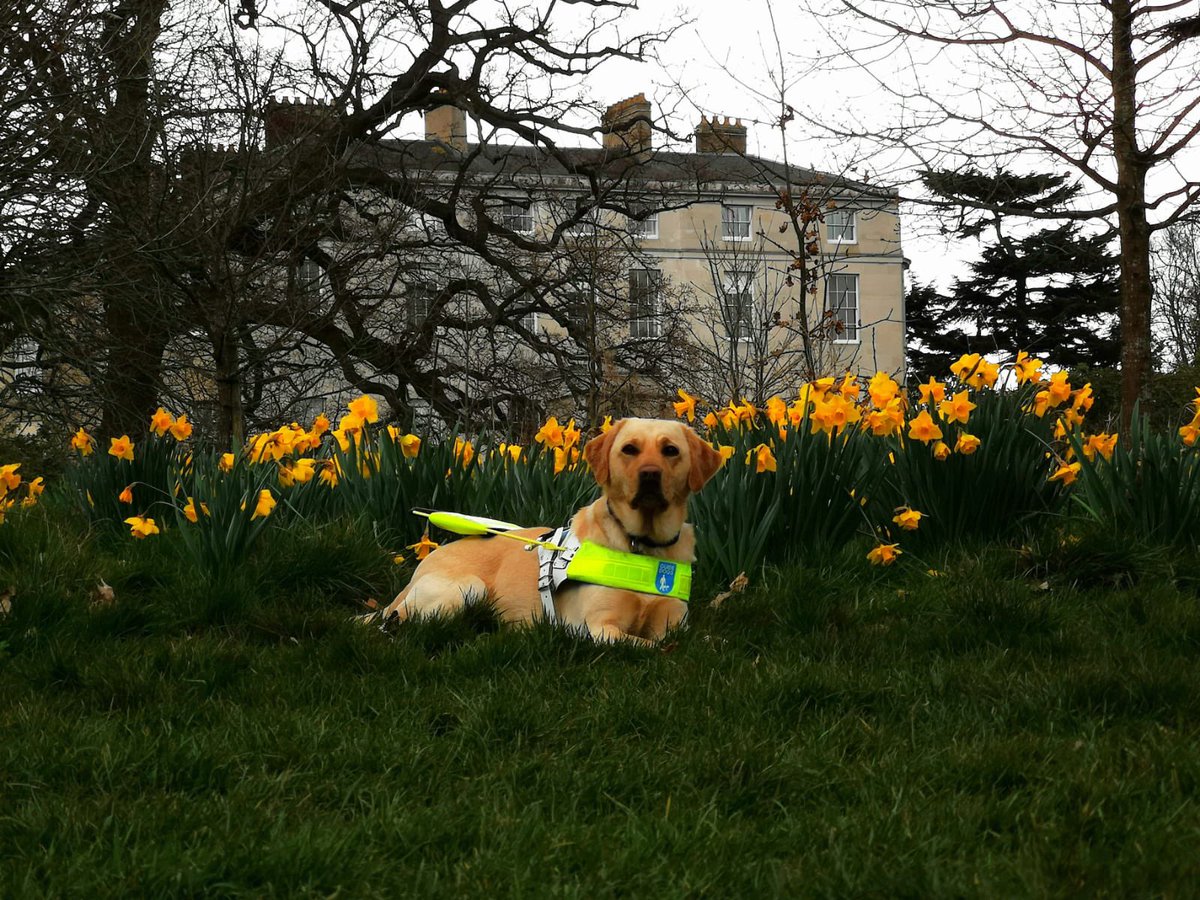#HappyEaster from <a href="/guidedogs/">Guide Dogs</a> Mabel and I