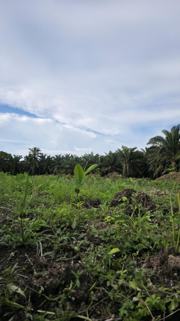 ChaAtira's tweet photo. Kenapa kerja kuat, kenapa korbankan masa kat kebun. Sebab ada target. Kalau boleh before 4 series I'm fully kerja sendiri. Perancangan besar. Jadi pengorbanan pun besar. https://t.co/eSr9KgQZ3g