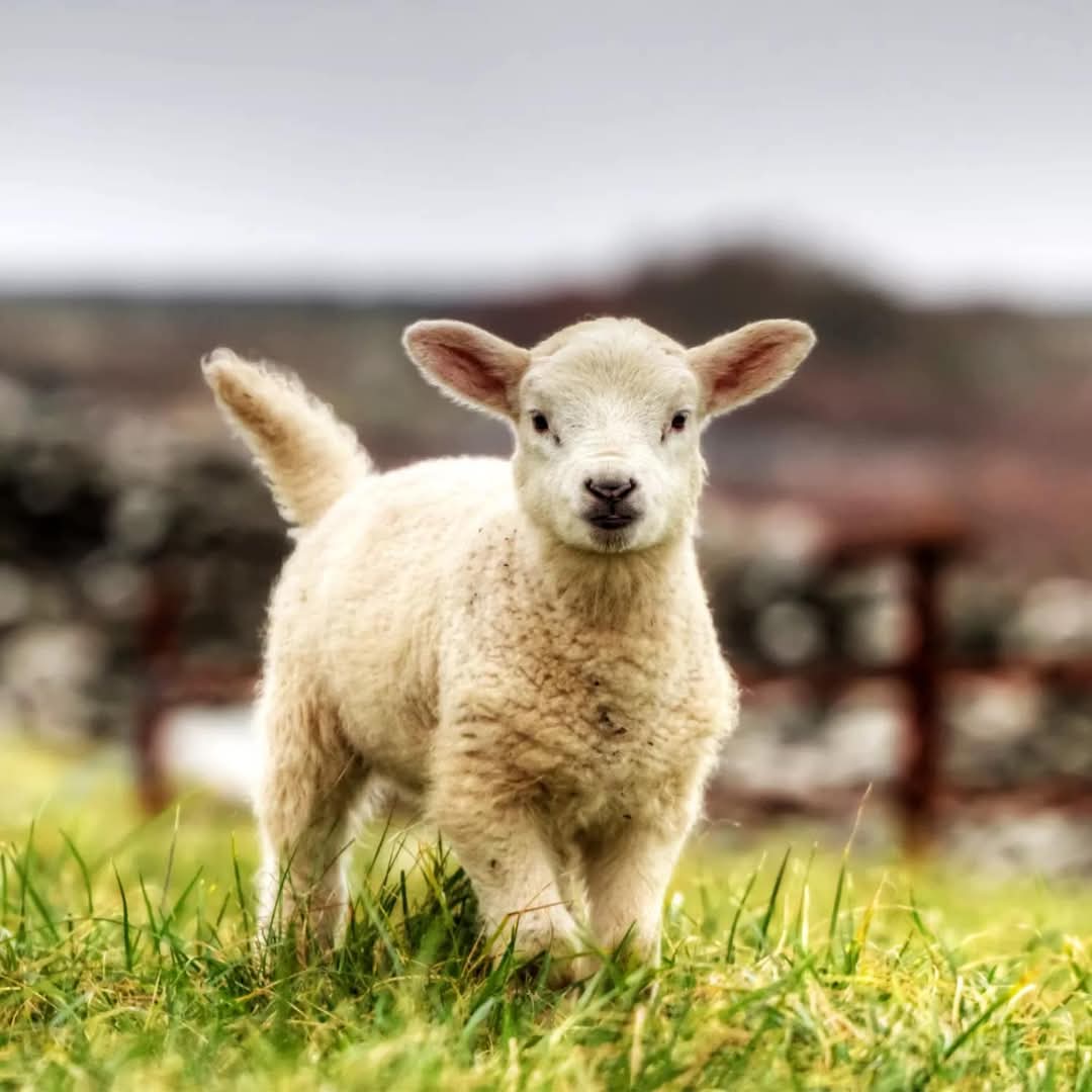 MariaRo85819362's tweet photo. Buona Pasqua, per tutti 🐣🐷🐶🦆🐴🦃🐓
La sofferenza non cambia se cambia la specie. https://t.co/IK73YprHJv
