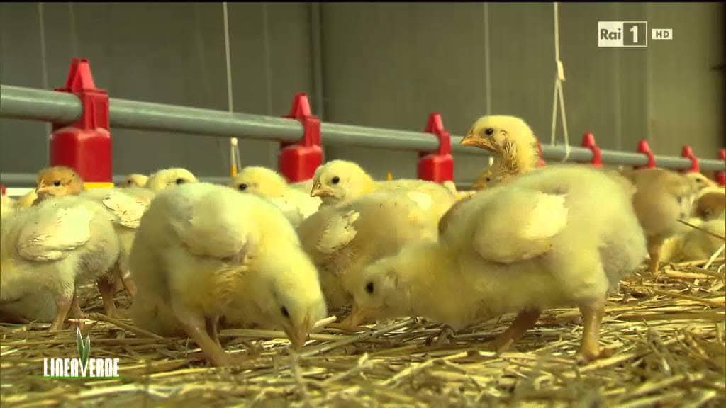 MariaRo85819362's tweet photo. Buona Pasqua, per tutti 🐣🐷🐶🦆🐴🦃🐓
La sofferenza non cambia se cambia la specie. https://t.co/IK73YprHJv