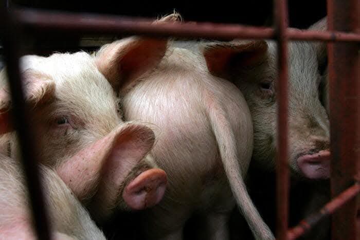 MariaRo85819362's tweet photo. Buona Pasqua, per tutti 🐣🐷🐶🦆🐴🦃🐓
La sofferenza non cambia se cambia la specie. https://t.co/IK73YprHJv