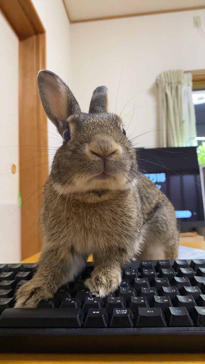 全部のじゃましてくるねぇ
かわいいねぇ