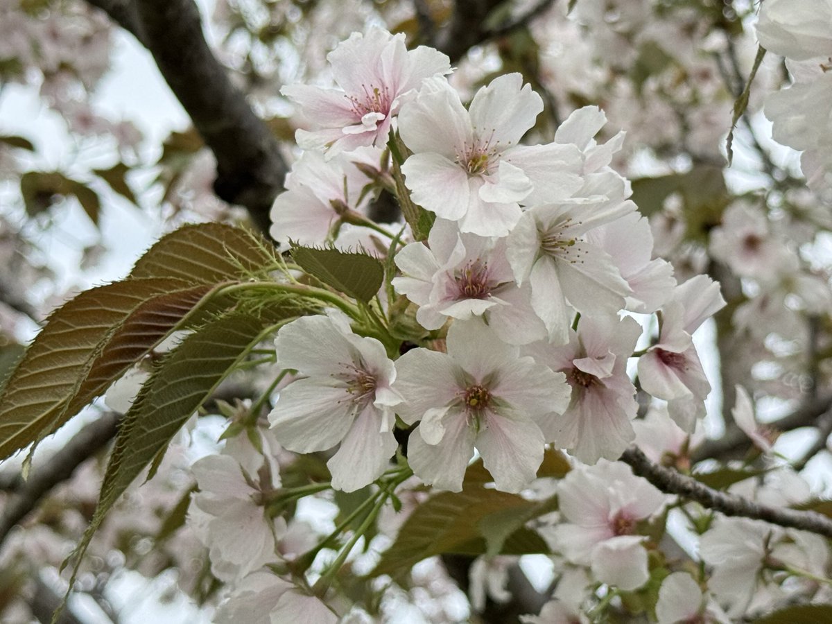 Eko3F's tweet photo. 自分の都合で忙しいだけなんだけど、今年の春はあまり桜を眺める時間もあまり取れなかったので、せめて遅咲きの八重桜が終わる前に見たいと花菜ガーデンへ。
フゲンゾウ、スルガタイニオイ、ギョイコウ、ショウゲツぎりぎり間に合った🌸
 #花菜ガーデン
 #遅咲き桜 https://t.co/FrWl6fuRSy