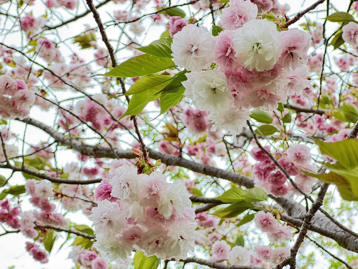 Eko3F's tweet photo. 自分の都合で忙しいだけなんだけど、今年の春はあまり桜を眺める時間もあまり取れなかったので、せめて遅咲きの八重桜が終わる前に見たいと花菜ガーデンへ。
フゲンゾウ、スルガタイニオイ、ギョイコウ、ショウゲツぎりぎり間に合った🌸
 #花菜ガーデン
 #遅咲き桜 https://t.co/FrWl6fuRSy