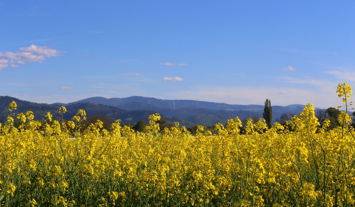 HSderSchreiber's tweet photo. "Gestern haben wir bei herrlichem Wetter eine Radtour nach #Vörstetten unternommen. Dabei stießen wir auf ein #Rapsfeld, das bei dem Sonnenlicht besonders leuchtete." Ein prächtiges Bild von Elisabeth Faber, Freiburg. https://t.co/nNd7yZMtWo