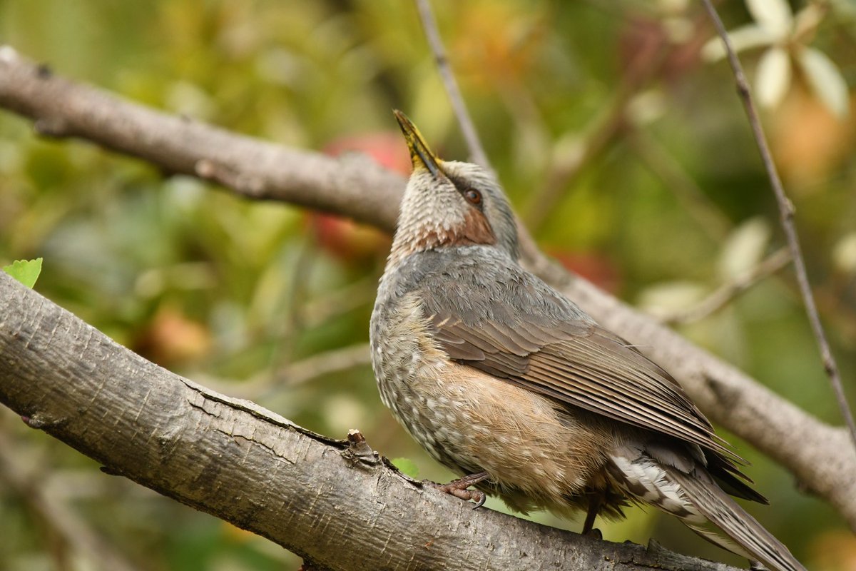 camerabegin's tweet photo. 花粉ゲット
#ヒヨドリ #野鳥 #野鳥観察 #birds #brown #eared #bulbul https://t.co/AyJqeJNk2G