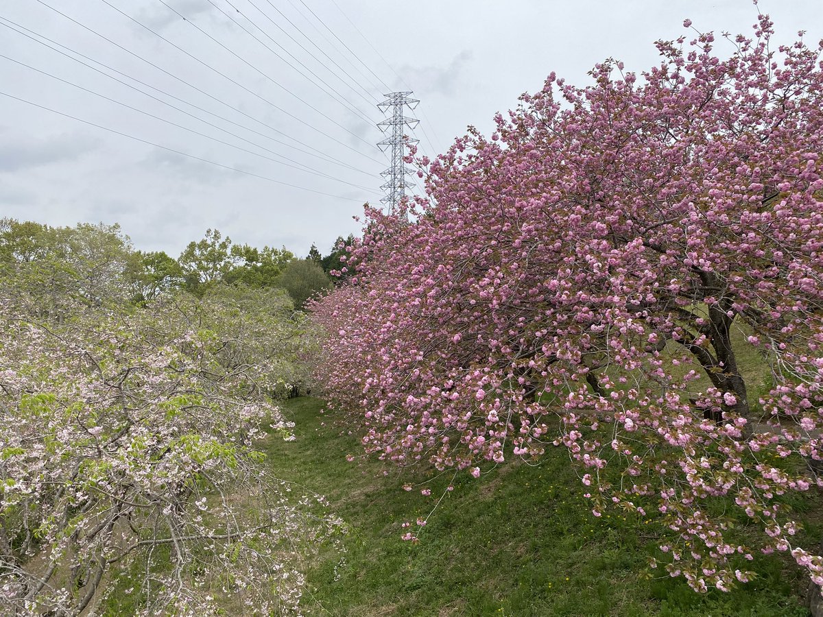 psychopath2013's tweet photo. 本日は7台で茨城の風土記の丘？なるものに桜を見に行ってきました！
時期はギリギリでしたが、楽しいツーリングになりました！ https://t.co/8Rw7XnyRt3