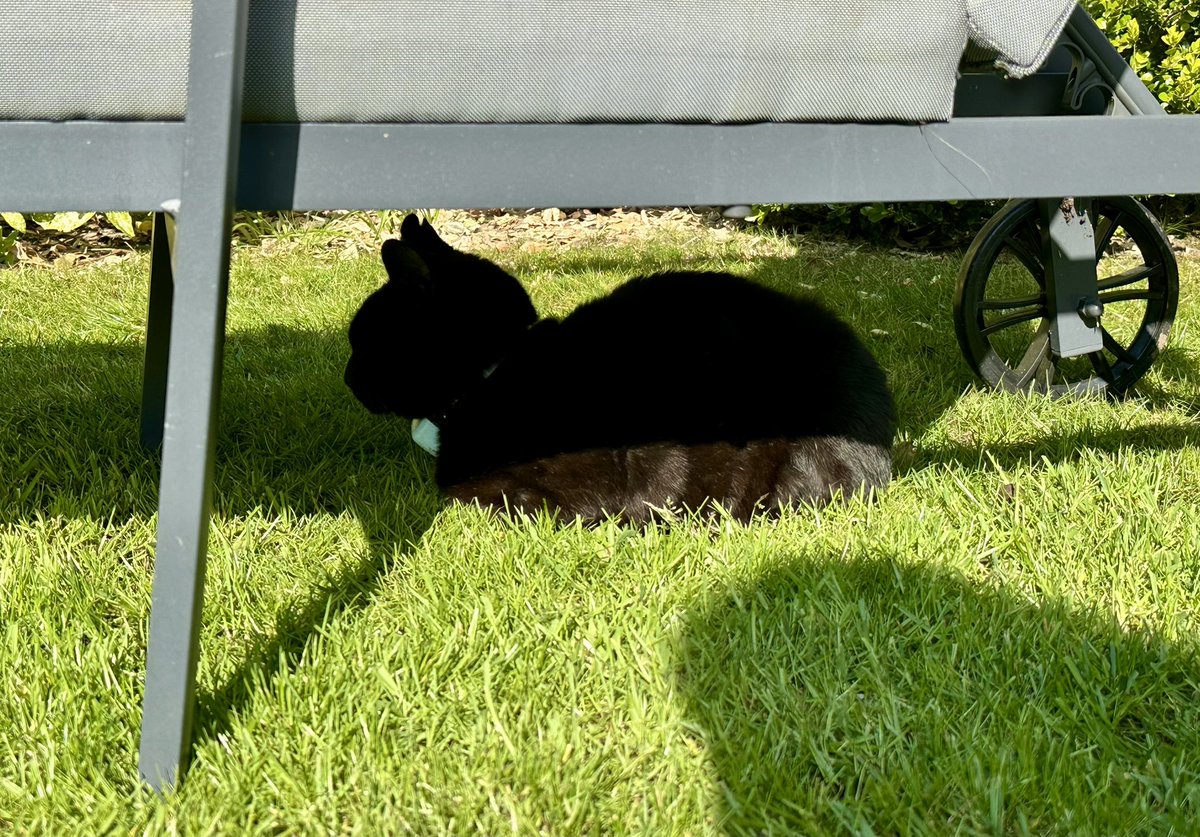 MunchPudding's tweet photo. Good morning everyone and everyfur and Happy Easter! 🐣 🐰 🥚 😻 My sun is back, just at the right time! ☀️ 💙 And my wisteria will also be pleased about the weather🪻 We hope you all have a lovely day! #Hedgewatch https://t.co/qNeAVnMYnq