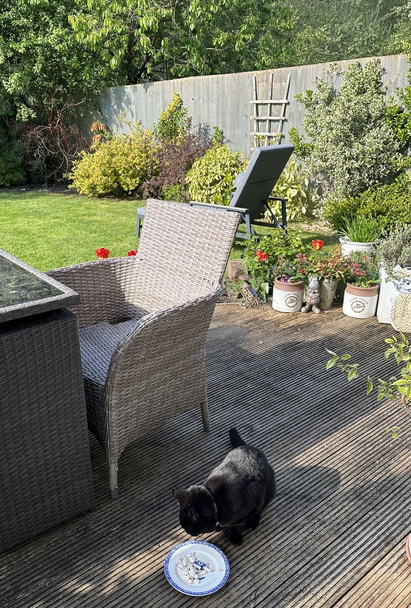 MunchPudding's tweet photo. Good morning everyone and everyfur and Happy Easter! 🐣 🐰 🥚 😻 My sun is back, just at the right time! ☀️ 💙 And my wisteria will also be pleased about the weather🪻 We hope you all have a lovely day! #Hedgewatch https://t.co/qNeAVnMYnq