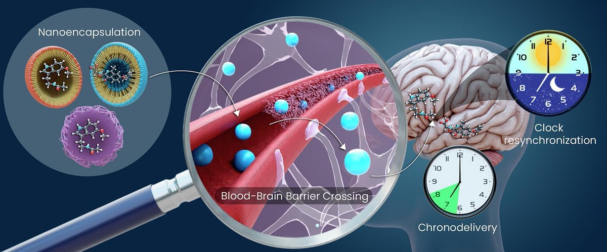 Editors of Advanced Drug Delivery Reviews (@addreditors) on Twitter photo ADDR Open Access: Nanoparticles Targeting the Central Circadian Clock: Potential Applications for Neurological Disorders.
By Valle Palomo <a href="/IMDEAInstitutes/">IMDEA Institutes</a> <a href="/CRS_SPLC/">CRS Spanish Portuguese Local Chapter</a>
#CircadianClock #NeurologicalDisorder
kwnsfk27.r.eu-west-1.awstrack.me/L0/https:%2F%2… ADDR Open Access: Nanoparticles Targeting the Central Circadian Clock: Potential Applications for Neurological Disorders.
By Valle Palomo <a href="/IMDEAInstitutes/">IMDEA Institutes</a> <a href="/CRS_SPLC/">CRS Spanish Portuguese Local Chapter</a>
#CircadianClock #NeurologicalDisorder
kwnsfk27.r.eu-west-1.awstrack.me/L0/https:%2F%2…