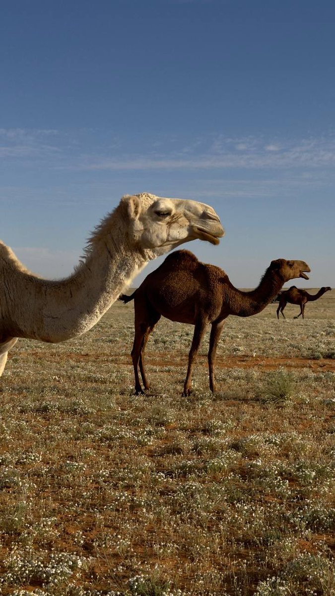 يجوز البل تنسّي من تبعها عن مشاهيّـه