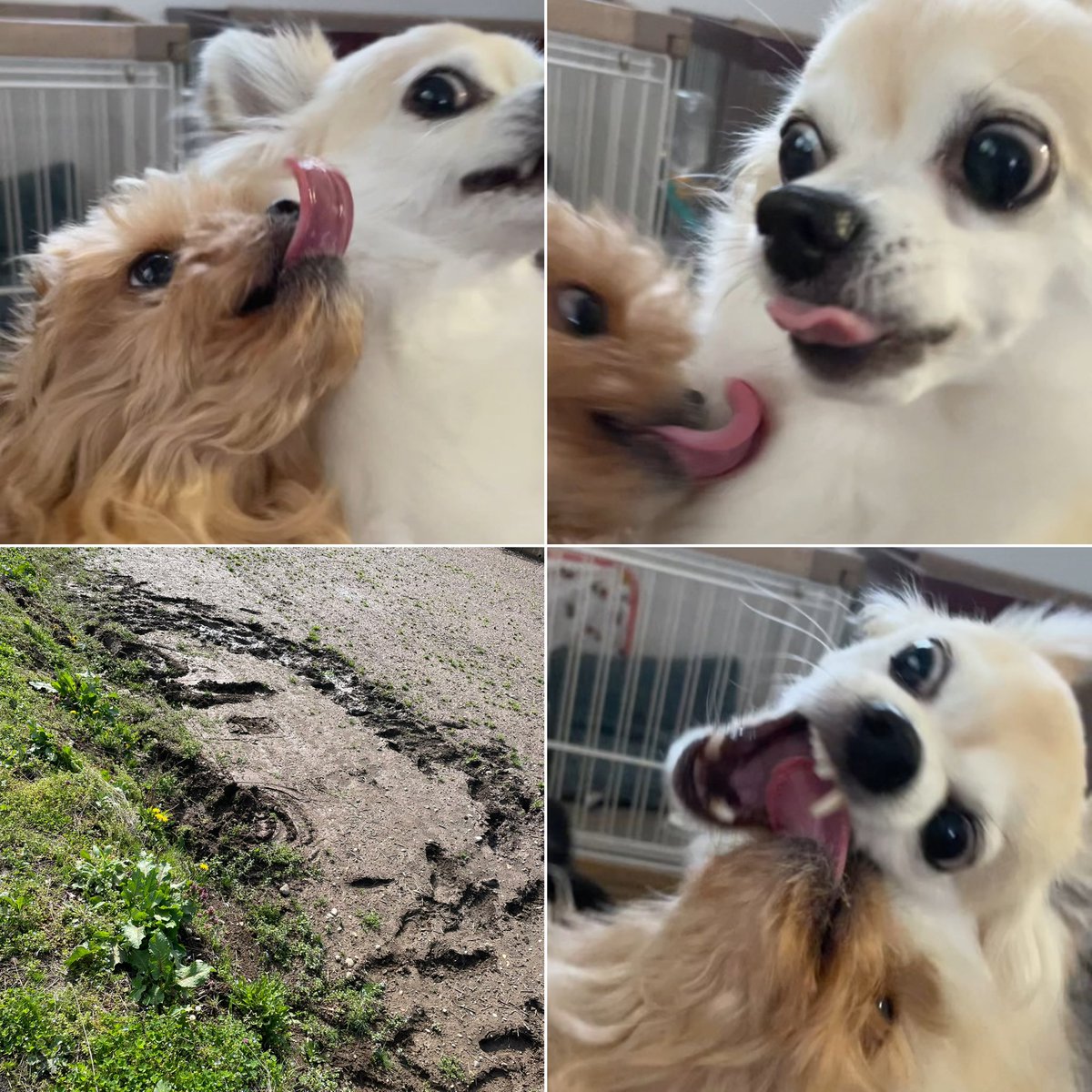 土砂降りの夜に車を畑に落とした飼い主です。
車は凹んでないけど、飼主は凹んでます😭
車運転する方は気をつけてね。
#ゆっーくり横転した