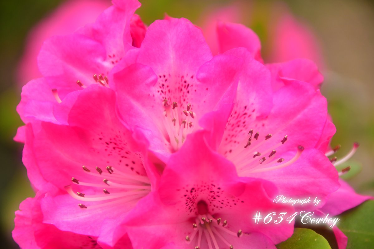 ༻❁༺༻❁༺༻❁༺༻❁༺༻❁༺༻❁༺༻❁༺༻❁༺༻❁༺༻❁༺༻❁༺༻❁༺

 　　　　　　　　　　　2025年 4月26日 土曜日
　　　　　　  ꕥ.❁⃘*⋆˚・ʚ おはようございます ɞ・˚⋆❁⃘*.ꕥ

༻❁༺༻❁༺༻❁༺༻❁༺༻❁༺༻❁༺༻❁༺༻❁༺༻❁༺༻❁༺༻❁༺༻❁༺