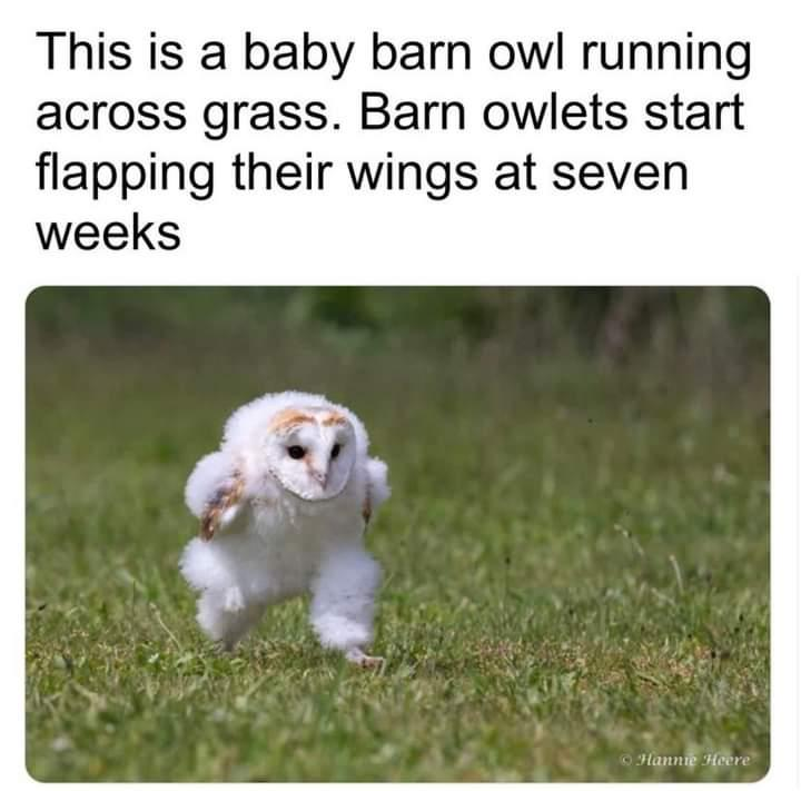 WholesomeMemes tweet media