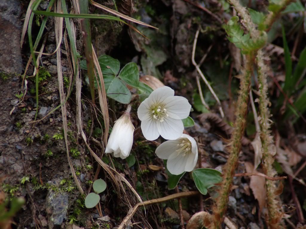ミヤマカタバミ