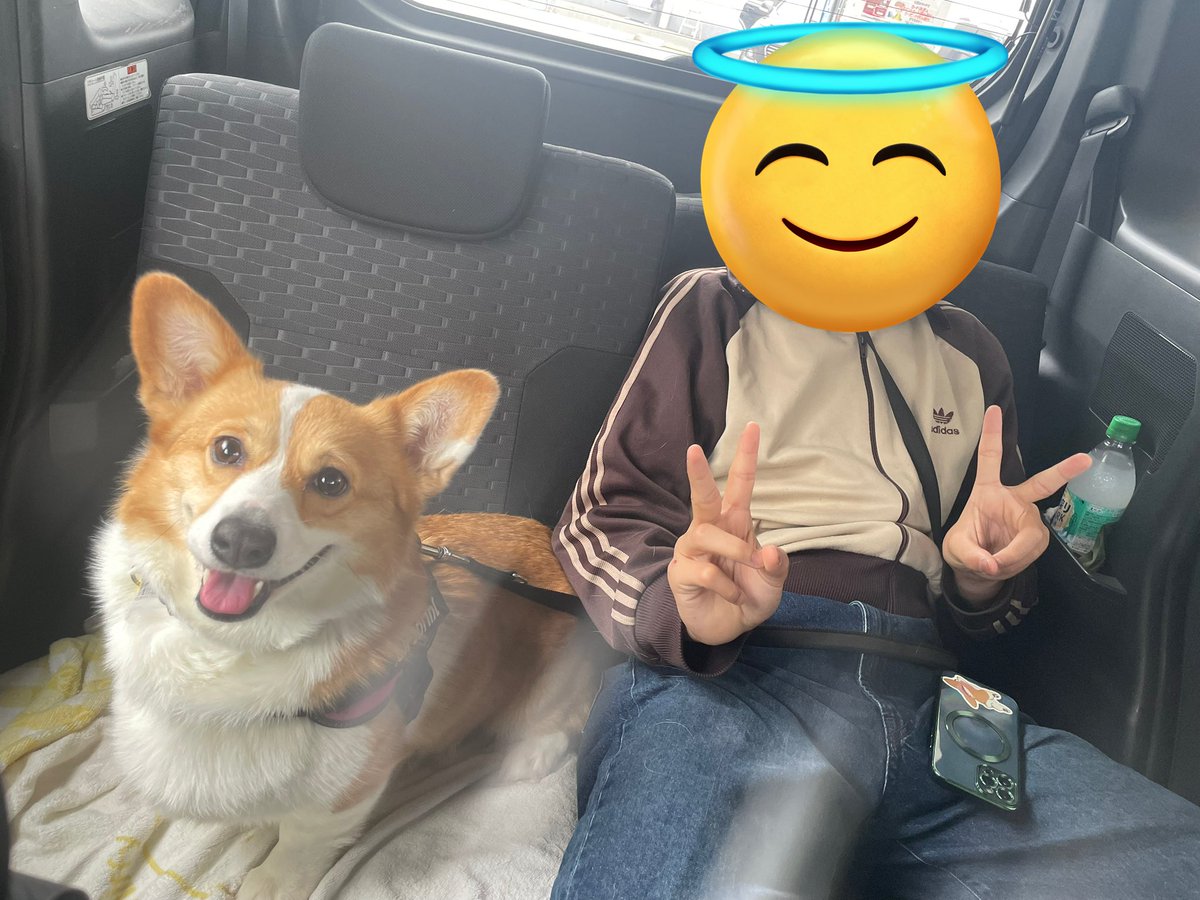 anko_hogoken's tweet photo. @hogoken_ashiato 
フリマに行ってきました✨
次男は大きくなったねー！とみなさんに言ってもらえてご満悦😆おもちも可愛がってもらえ、お友達わんこにも会えて、X見てましたと言ってくださる方もいて😍嬉しかったです！
久しぶりに行けてよかったです🐶
#保護犬
#コーギー https://t.co/SudFdZjU9w