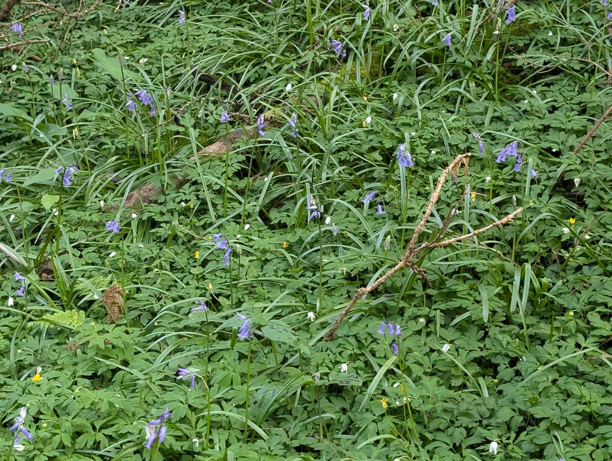 Dylan's Tours of Wales (@toursofwales) on Twitter photo Bluebells galore at #CoedNantyBrân <a href="/visitthevale/">Visit the Vale</a> #ValeofGlamorgan
🏴 🏴 🏴 🏴 Bluebells galore at #CoedNantyBrân <a href="/visitthevale/">Visit the Vale</a> #ValeofGlamorgan
🏴 🏴 🏴 🏴