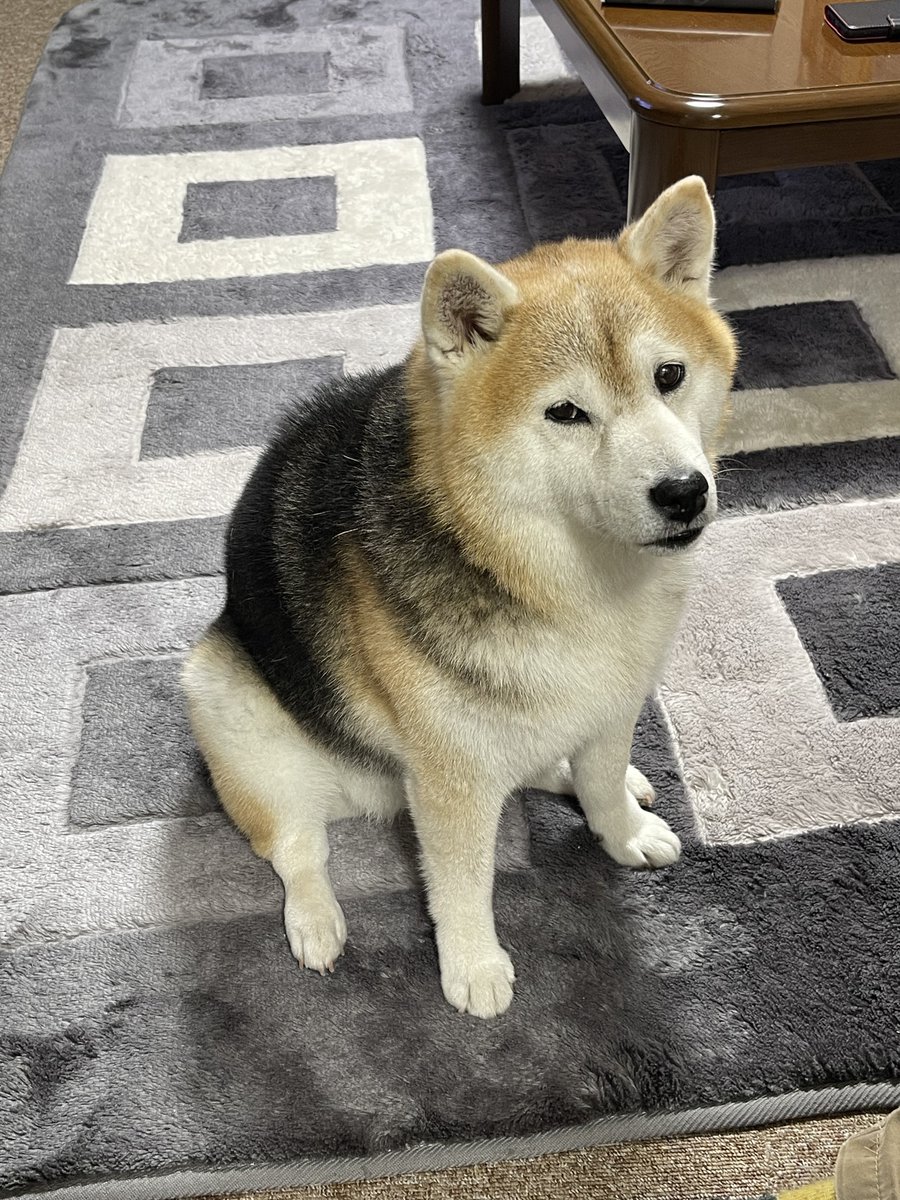 うちのわんころの座り方がぶちゃいくなんだけど(可愛い)