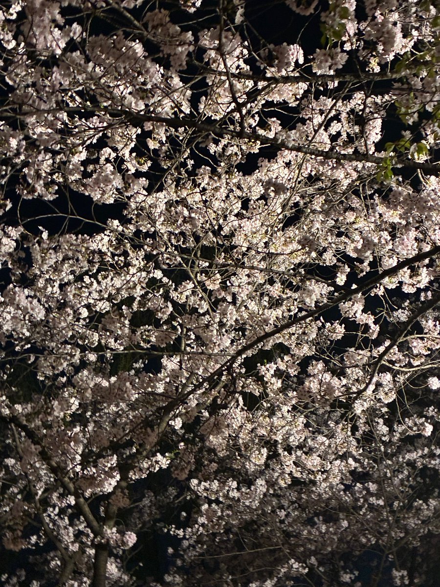 __931028__'s tweet photo. 250420 위버스 #서함 #박서함
날씨가 엄청 풀렸네요ㅎㅎ
저는 친구들과 벚꽃도 봤고 https://t.co/WeA48Lmmib