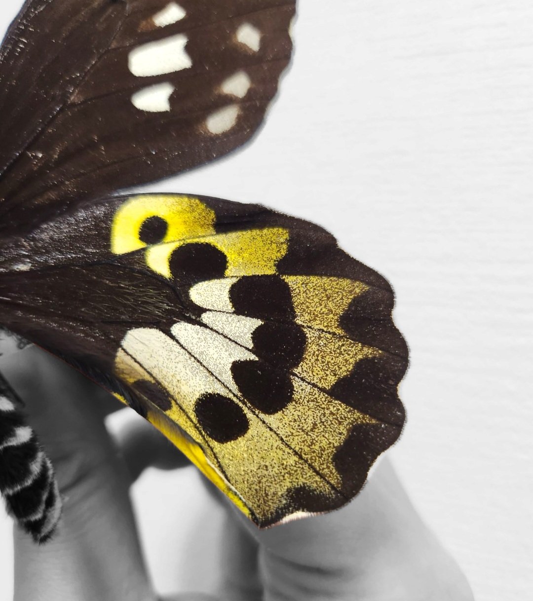 🦋ももすけ🦋【本物の蝶の羽でアクセサリー作る人