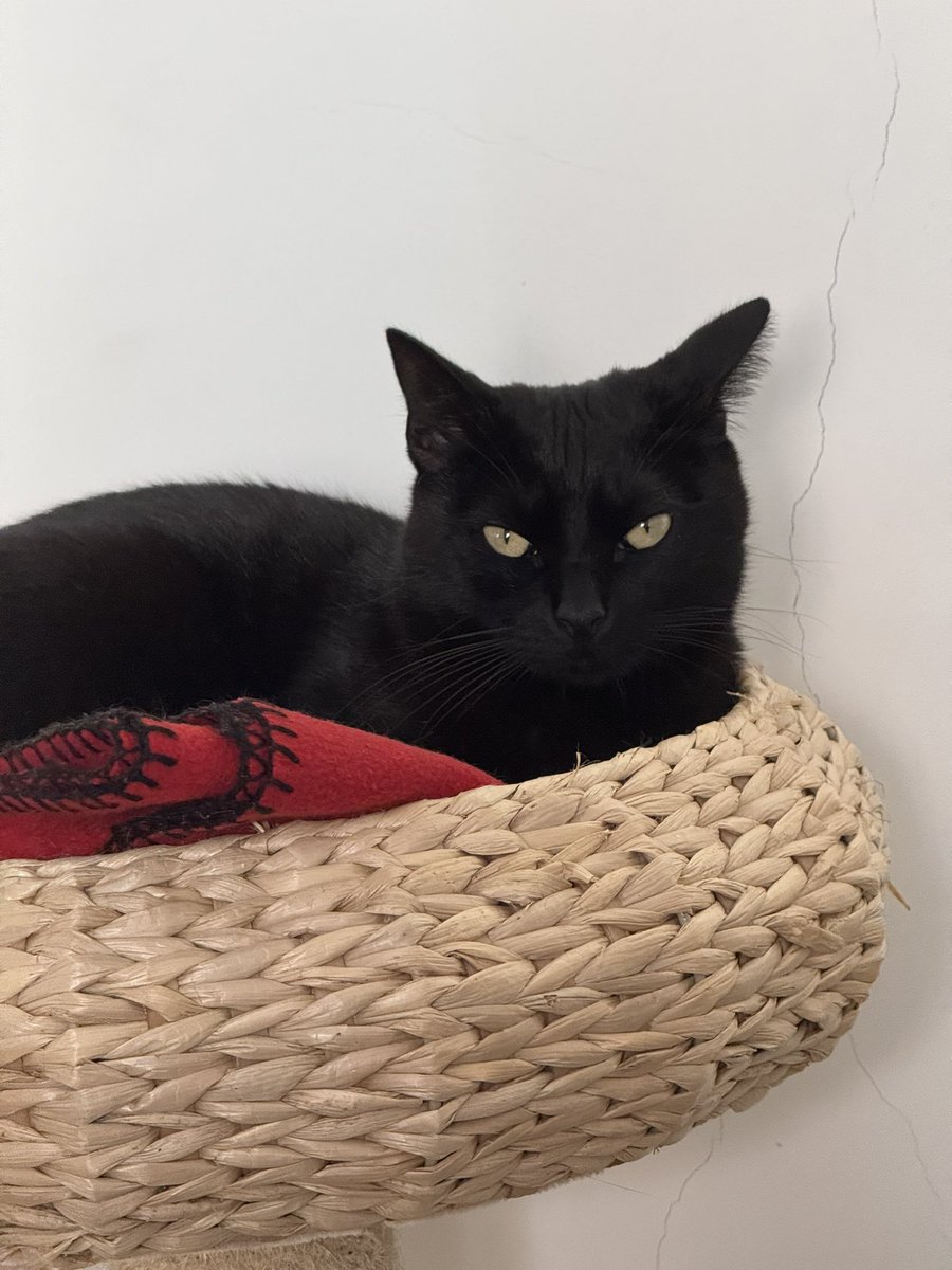 O meu sobrinho gato