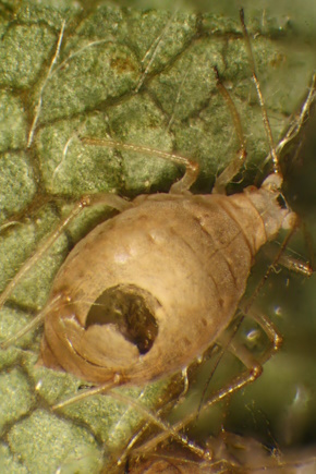 Mimi Tanimoto (@mimitanimoto) on Twitter photo Exciting paid #undergraduate summer #studentship with Tom Pope <a href="/HarperAdamsUni/">Harper Adams University</a>: Investigating aphid parasitoids to protect crops. Project sponsored by <a href="/SCIHorticulture/">SCIHorticulture</a>
Apply by 25 April via <a href="/RoyalSocBio/">Royal Society of Biology</a>
rsb.org.uk/plant-students…
#PlantHealth #Entomology #PlantSci #ECRchat Exciting paid #undergraduate summer #studentship with Tom Pope <a href="/HarperAdamsUni/">Harper Adams University</a>: Investigating aphid parasitoids to protect crops. Project sponsored by <a href="/SCIHorticulture/">SCIHorticulture</a>
Apply by 25 April via <a href="/RoyalSocBio/">Royal Society of Biology</a>
rsb.org.uk/plant-students…
#PlantHealth #Entomology #PlantSci #ECRchat