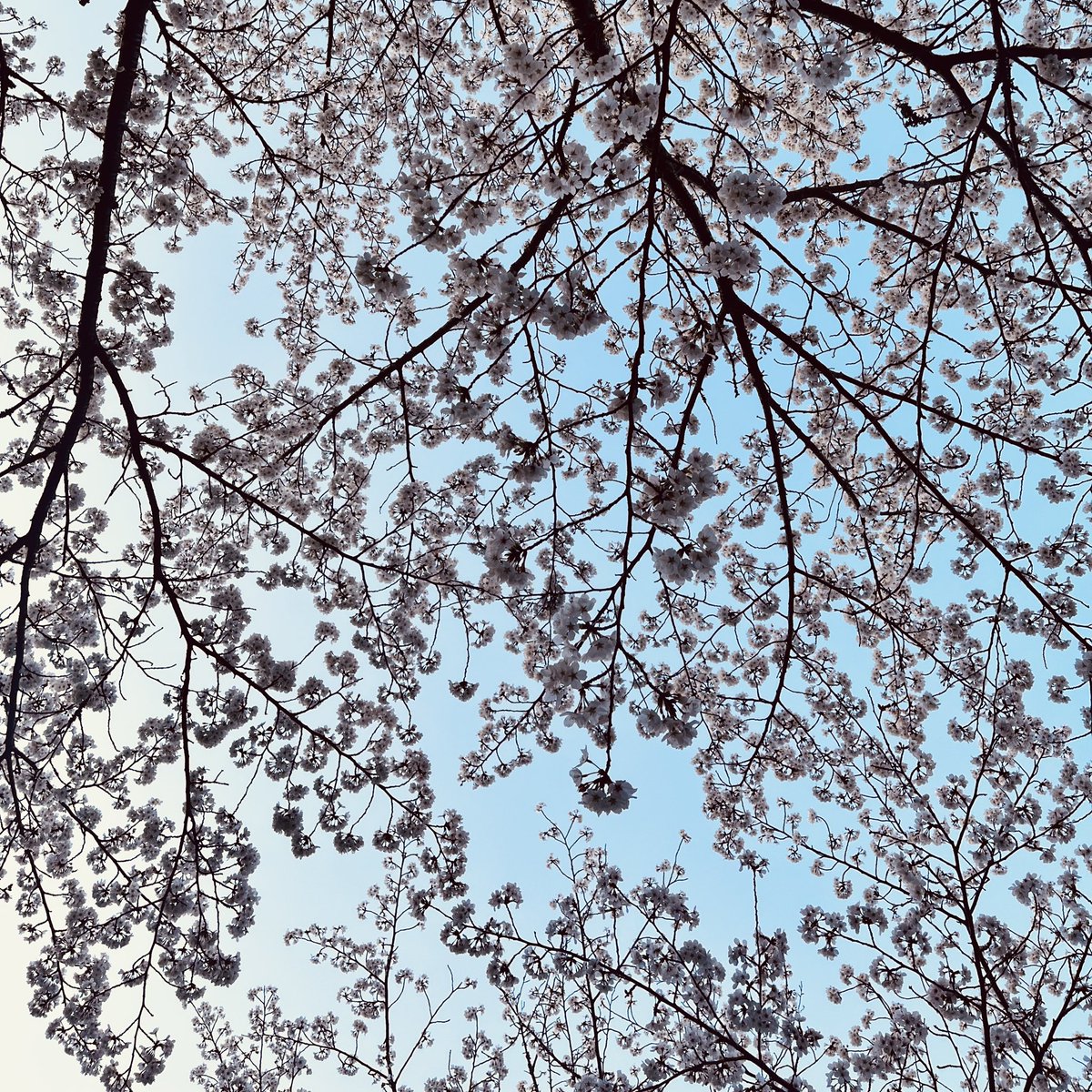 奈ノ (@nano_hakoniwa) on Twitter photo 