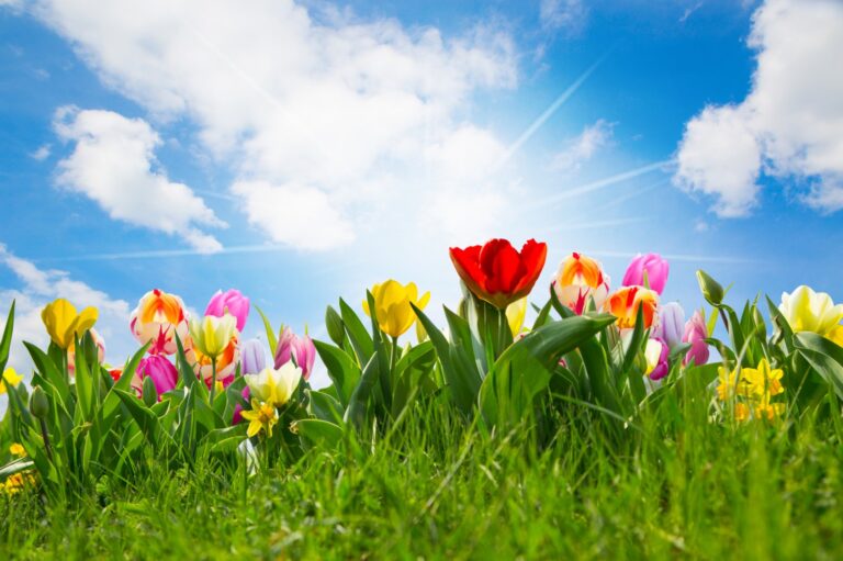 miMakkus's tweet photo. Lente bloeit in volle kleur..
Het voorjaar brengt een warm humeur..
Wij wensen iedereen hele fijne Paasdagen toe🌼
#pasen #samengenieten https://t.co/X4RpvOLiSM