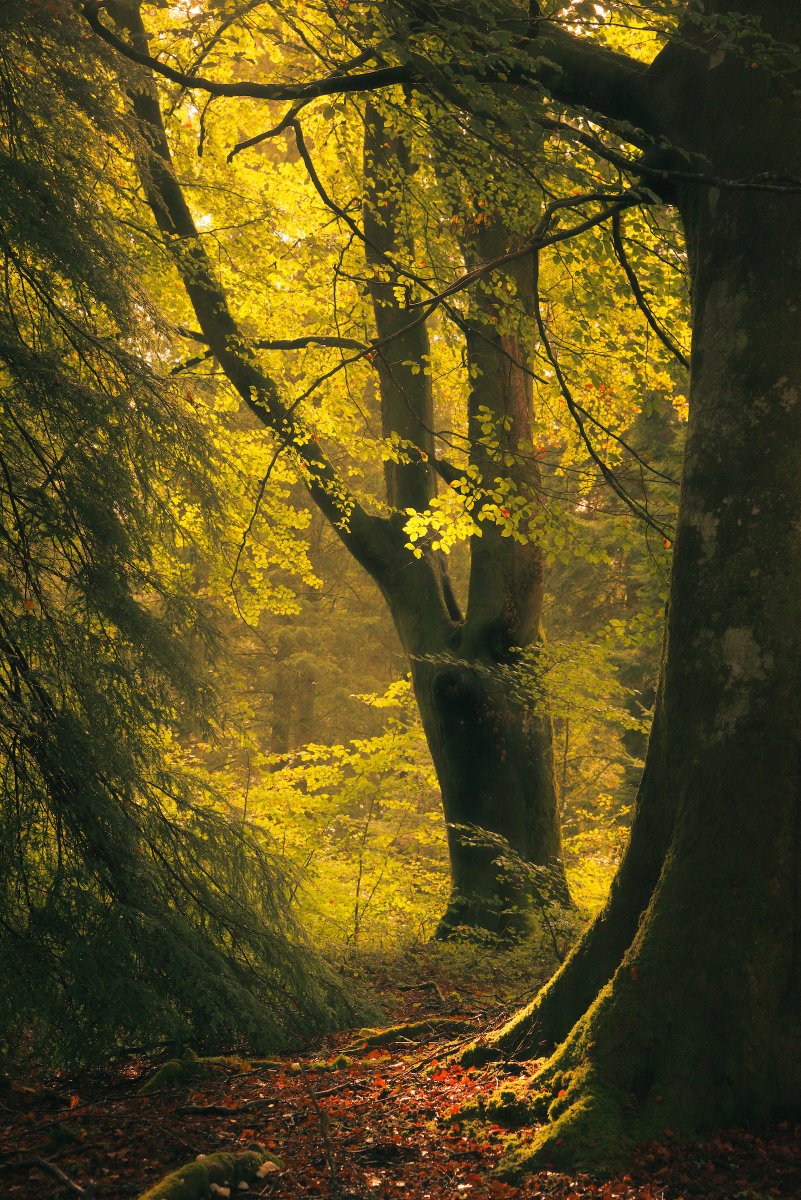 DamianShields1's tweet photo. Drumlanrig Woods #Dumfries #Galloway #Scotland https://t.co/ERVTYHnQjn https://t.co/xEPUr3BLj1
