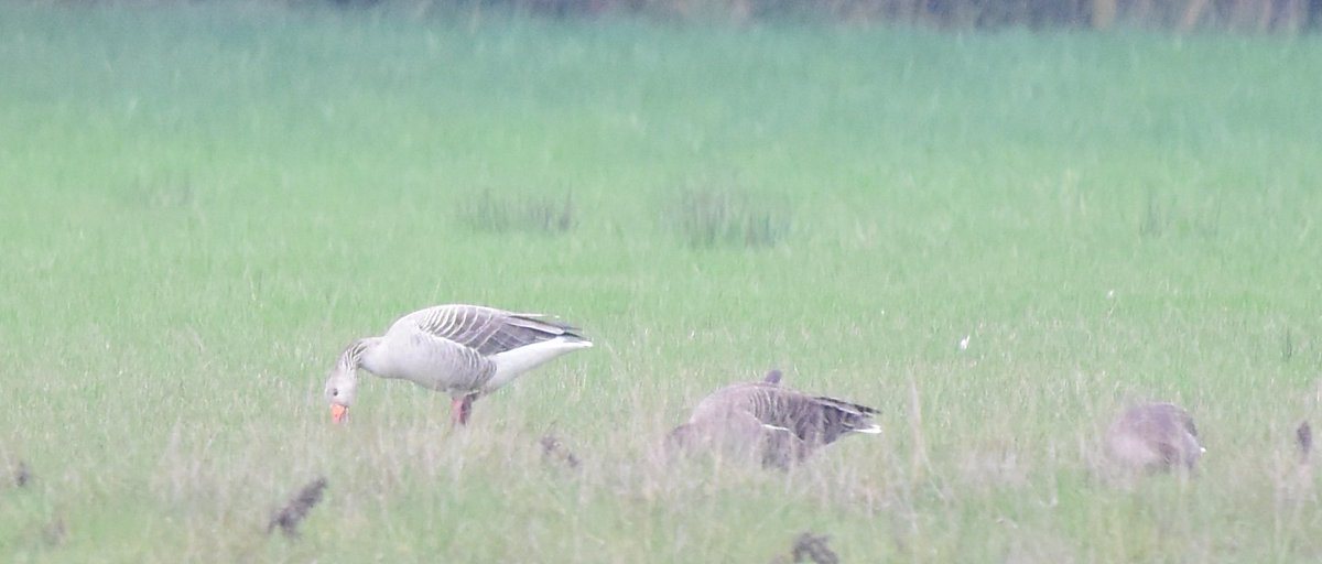 wholden71's tweet photo. Another lovely morning at
@RSPBotmoor
Where the #MarshHarriers were putting on a show, #Redshanks #Oystercathers #Pochard #Teal #Bittern #Cettis #Sedge M/F #Cuckoo calling #Egrets #LesserWhitethroat #Greenfinch #Curlews and etc. Spotted the "white" goose, prob a #Greylag? https://t.co/nxXJgdwFBX