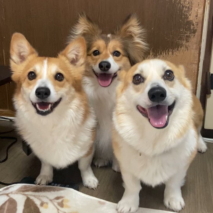lady_secom's tweet photo. 「イッヌと比べると人間ってほんと可愛くないよね」と家族は言う https://t.co/8EaSieuiVv