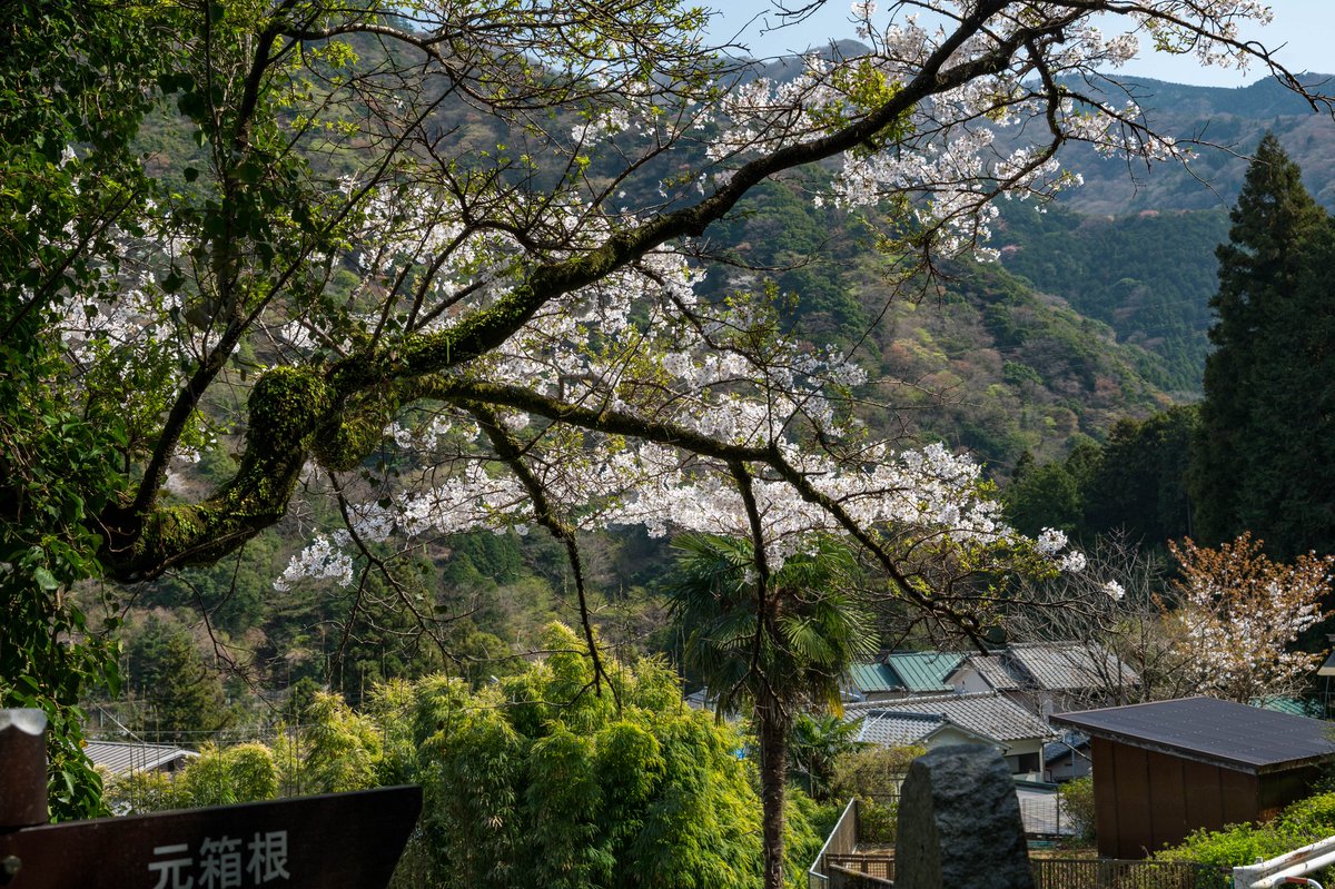 ZShincha's tweet photo. 箱根・畑宿にて。桜と新緑が混在する季節。#tamron2875g2 #hakone #畑宿 https://t.co/v7BkPIkQiC