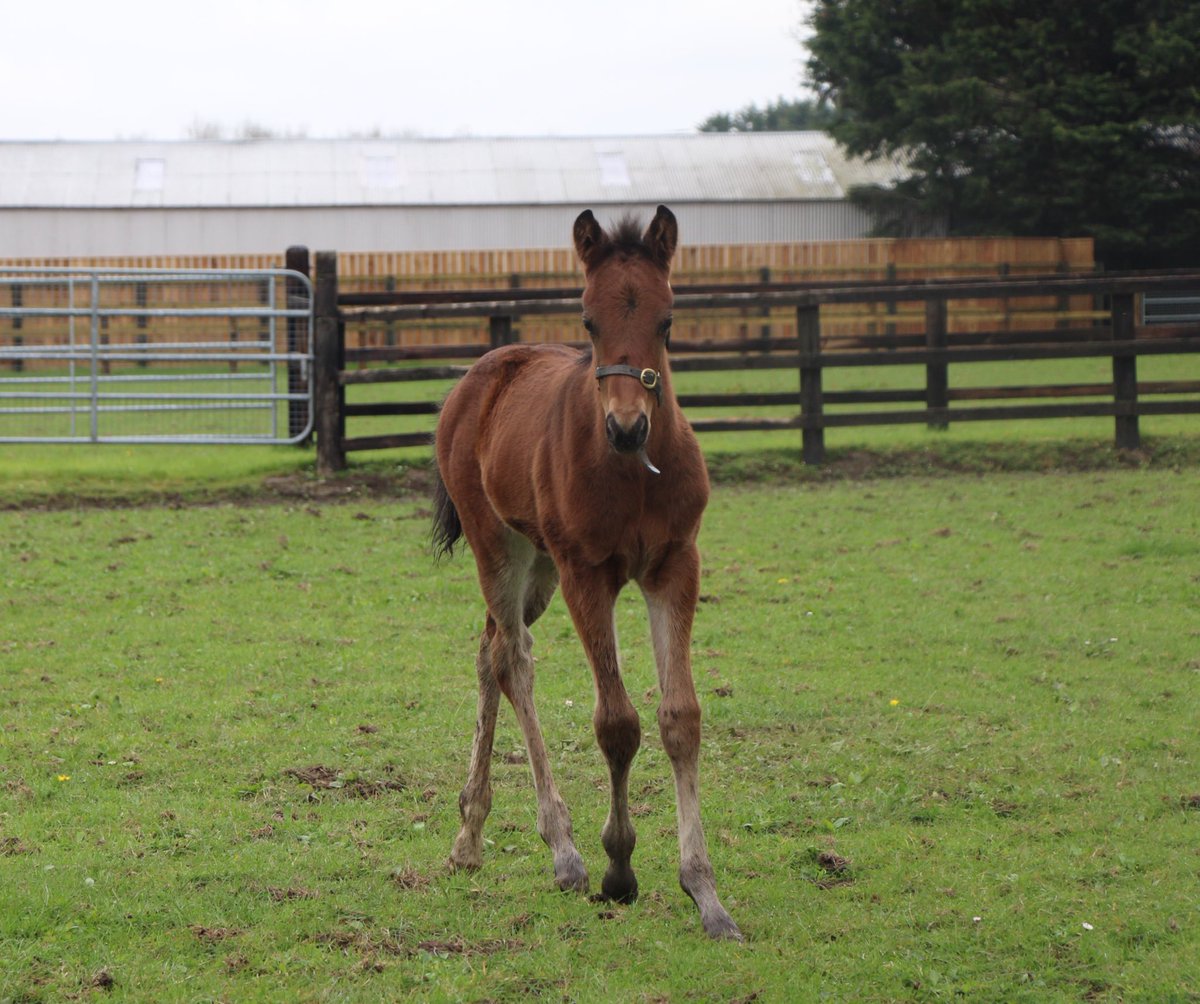 Our next foal is this colt by Sea the Stars (<a href="/AgaKhanStuds/">Aga Khan Studs</a>). He is the first foal out of Hidden Jewel, who herself is a half sister to x2 G1 Winner Emily Upjohn. He hails from the family of dual Derby winner Harzand. 

#RPFoalGallery <a href="/rpbloodstock/">Racing Post Bloodstock</a>