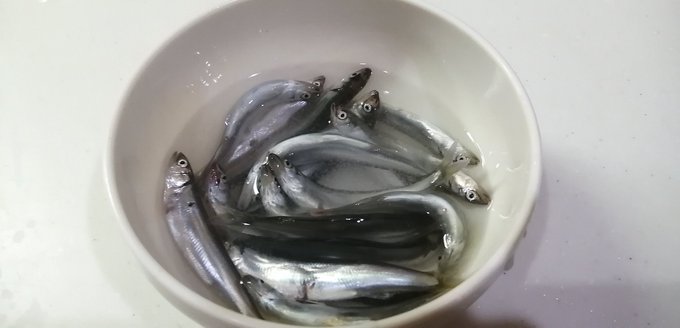 本日の釣果(イワシのこどものみ)。 イタリアンハーブとオリーブオイルで炒めようと思ったら、同じ形の瓶でラベルも液色も似てる藤椒油を間違ってかけてしまい、急遽ニンニクと黒酢で中華風に方向転換した。なかなか旨い。